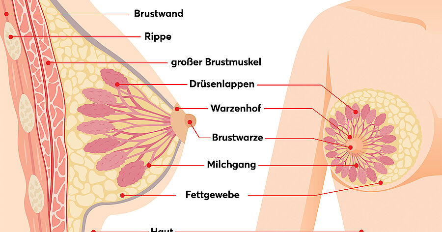 Wo befindet sich die Unterbrustfalte?